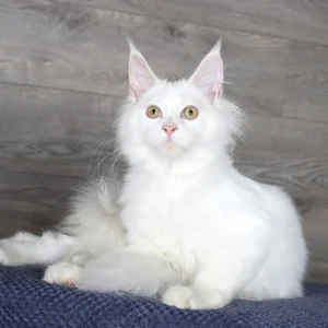 Giant Maine Coon Kittens For Sale