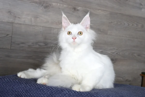 Maine Coon Kittens