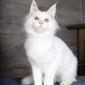 Giant Maine Coon Kittens For Sale