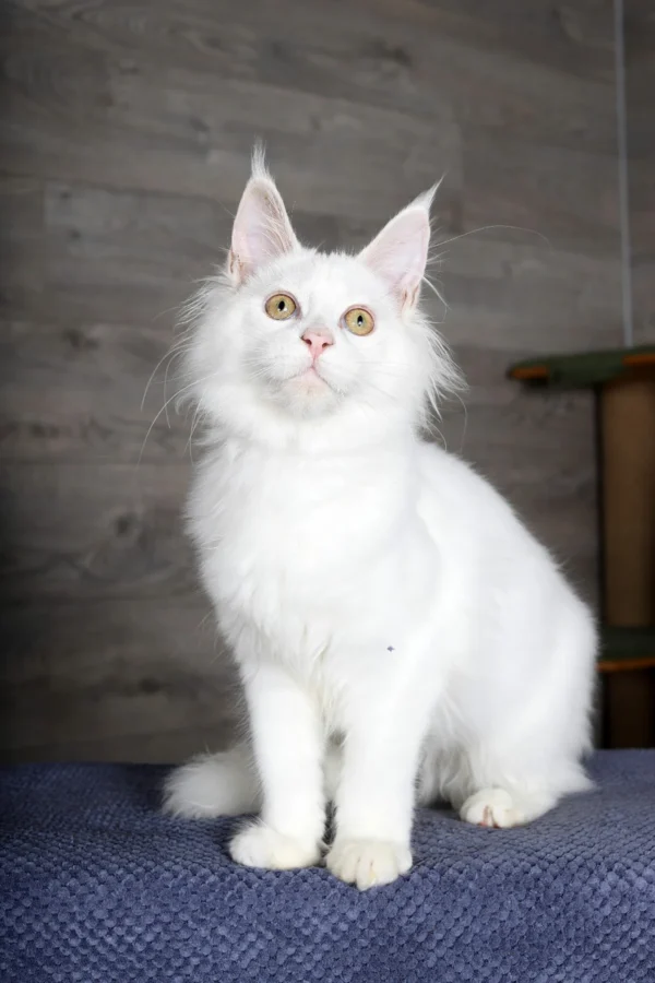 Giant Maine Coon Kittens For Sale