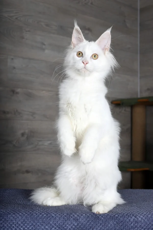 Maine Coon Kittens