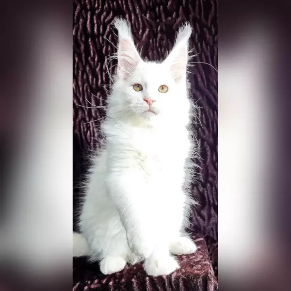 Maine Coon Kittens