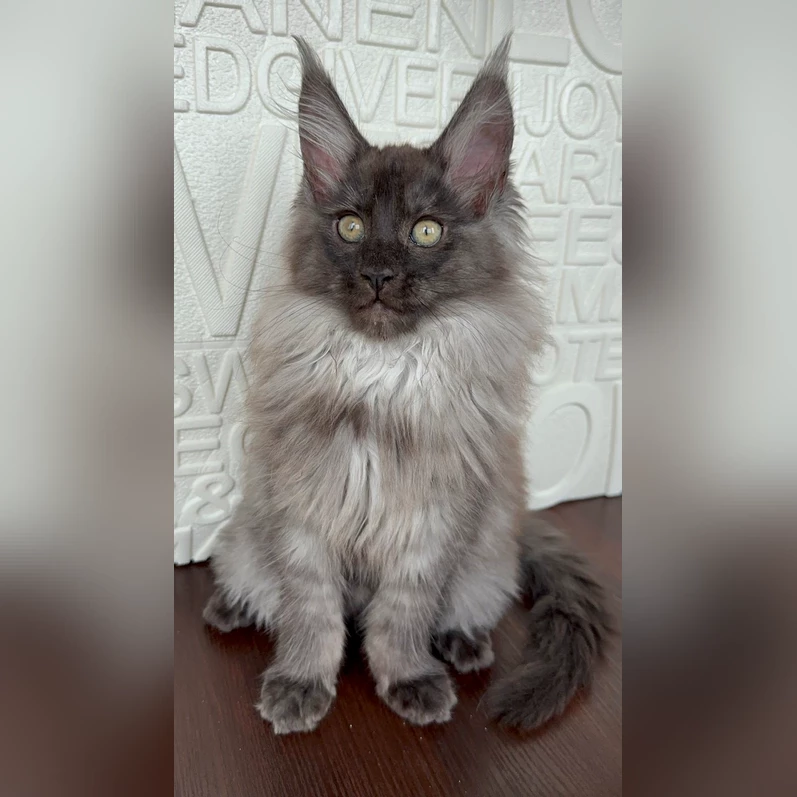 Giant Maine Coon Kitten For Sale