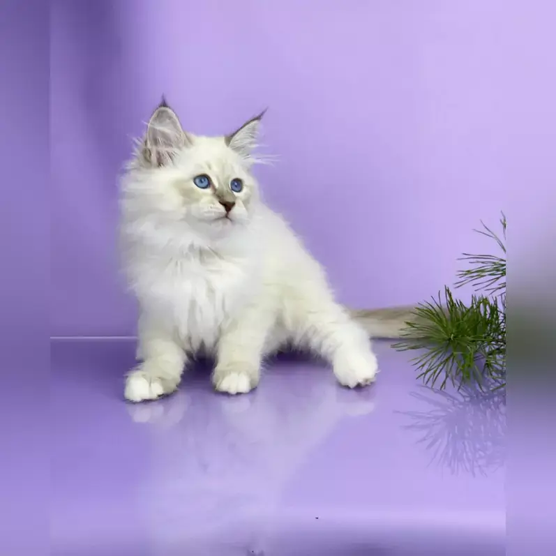 Ragdoll Kittens For Sale