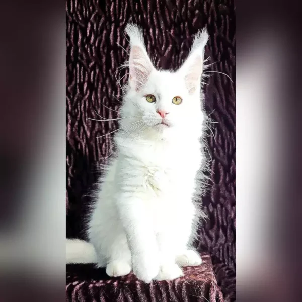 Maine Coon Kittens