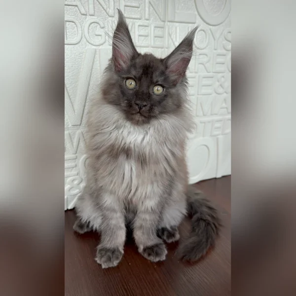 Giant Maine Coon Kitten For Sale