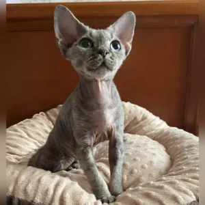 Sphynx Cat For Sale