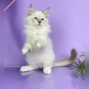 Ragdoll Kittens For Sale