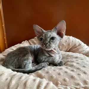 Sphynx Cat For Sale