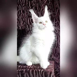 Maine Coon Kittens