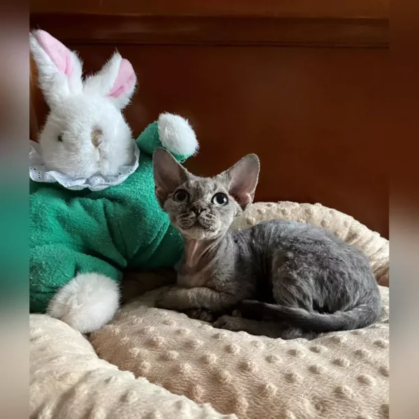 Sphynx Cat For Sale - Image 3