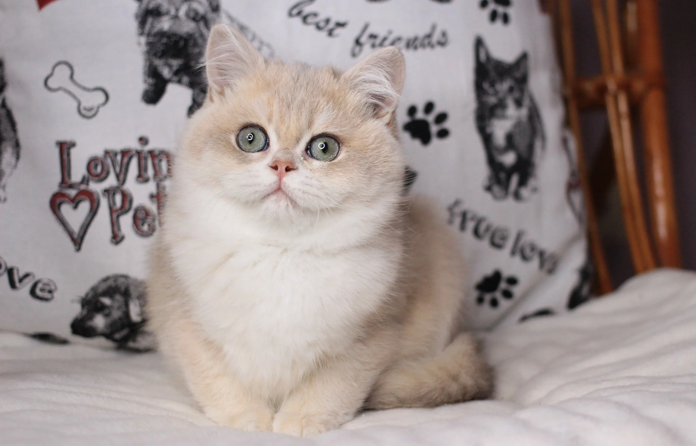 Buy British Longhair kittens