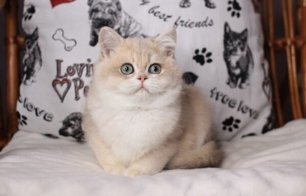 Buy British Longhair kittens - Image 2