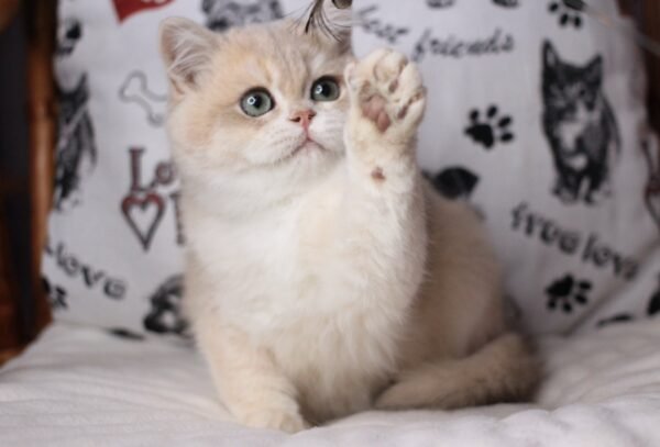 Buy British Longhair kittens - Image 3