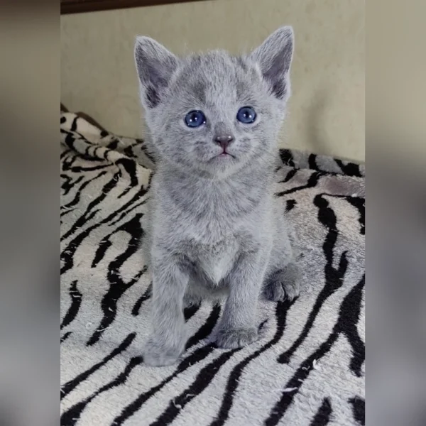 Buy Russian Blue Kitten