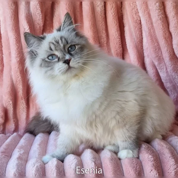 ADORABLE Ragdoll Kittens for Sale