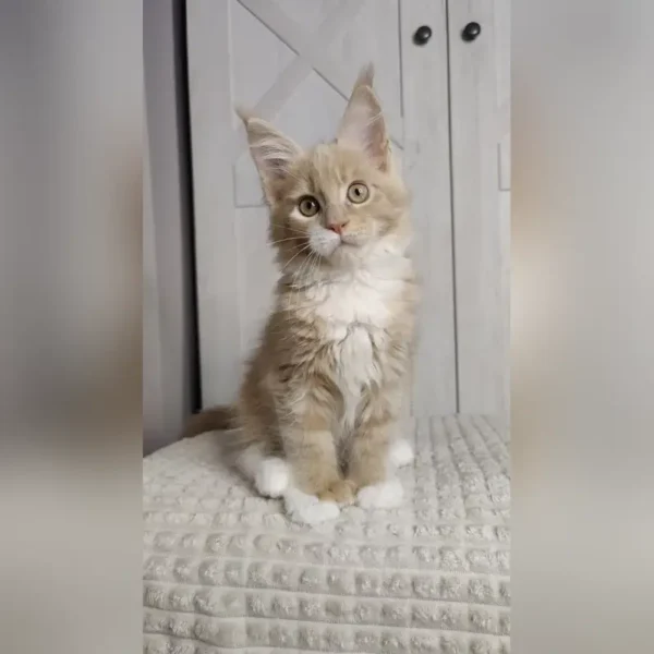 Adorable Maine Coon Kittens For Sale Near Me