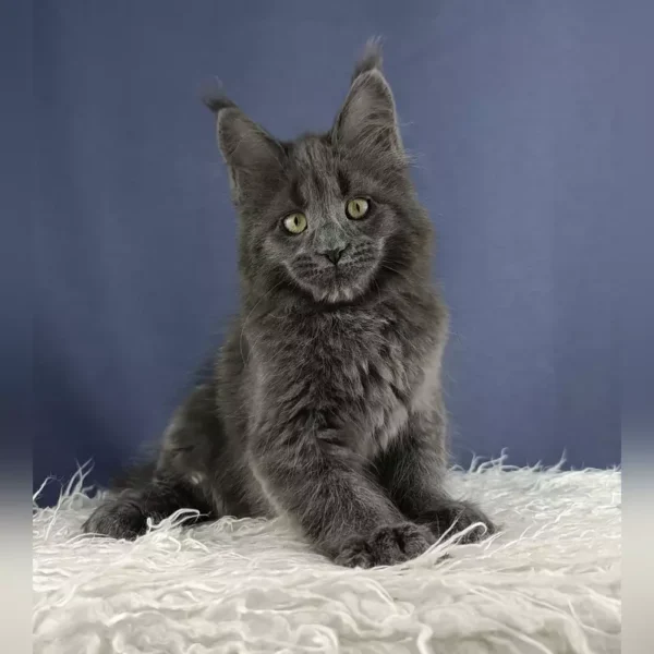 Adorable Maine Coon Kittens For Sale