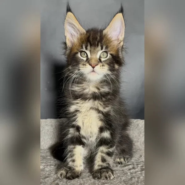 Adorable Maine Coon Kittens For New Homes