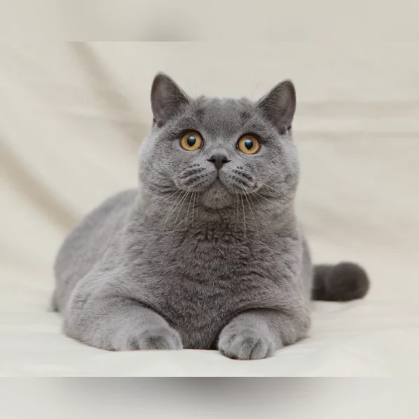 Blue British Longhair & Shorthair Kittens