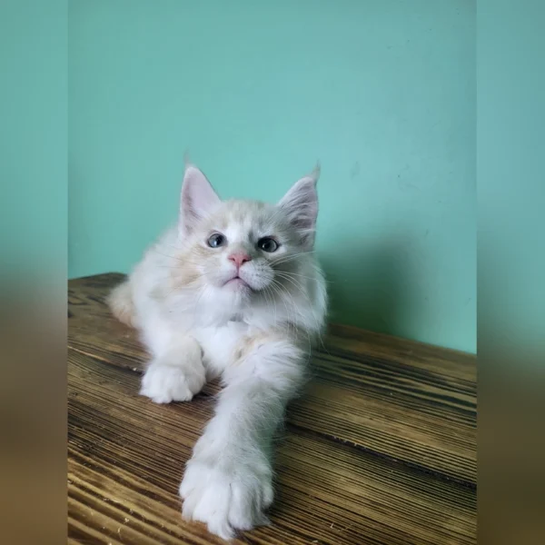 Maine Coon Kittens for Sale in Florida