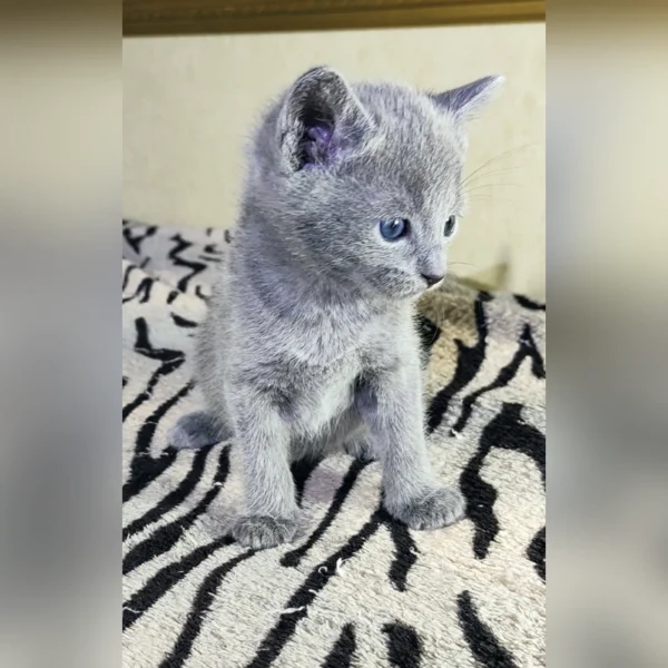 Buy Russian Blue Kitten