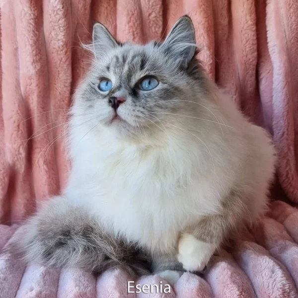 ADORABLE Ragdoll Kittens for Sale