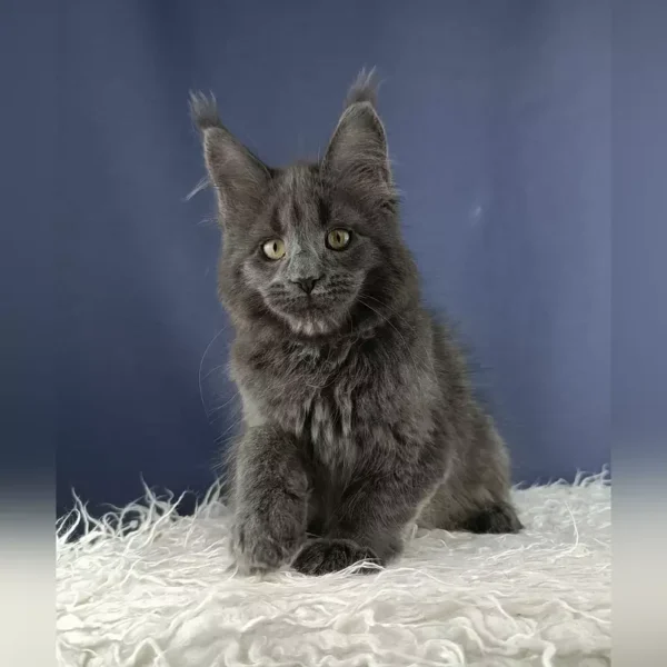 Adorable Maine Coon Kittens For Sale