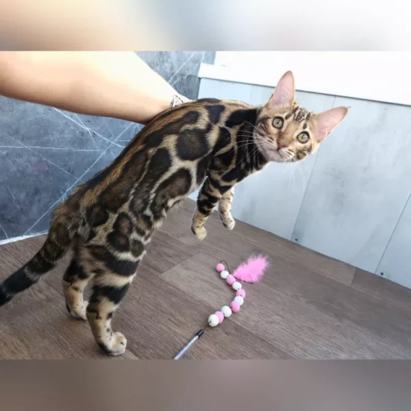 BENGAL KITTENS FOR SALE - Image 3