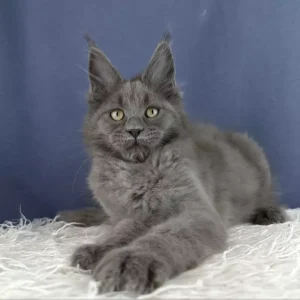 Maine Coon Kittens For Sale
