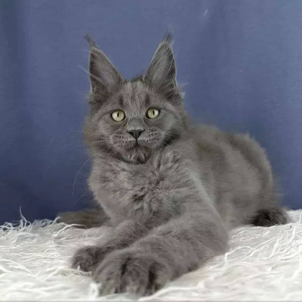 Maine Coon Kittens For Sale