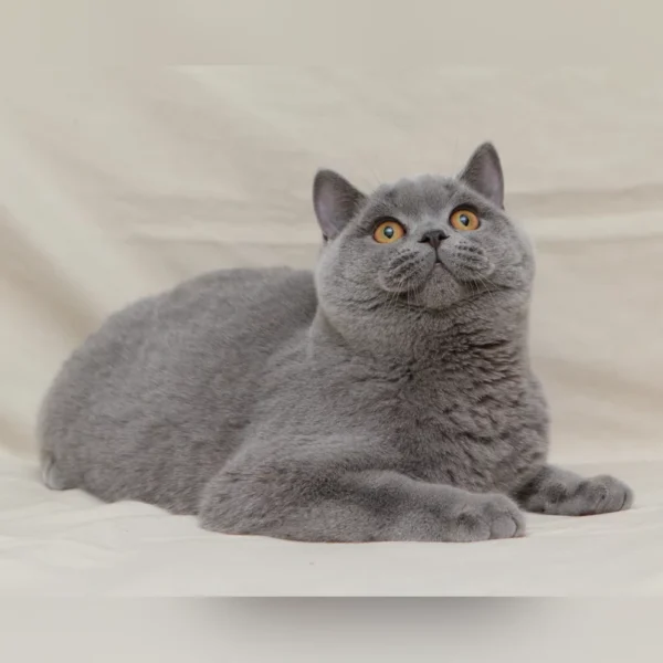 Blue British Longhair & Shorthair Kittens For Sale - Image 2
