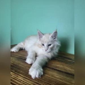 Maine Coon Kittens for Sale Florida