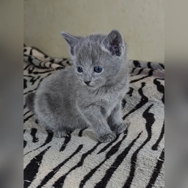Buy Russian Blue Kitten