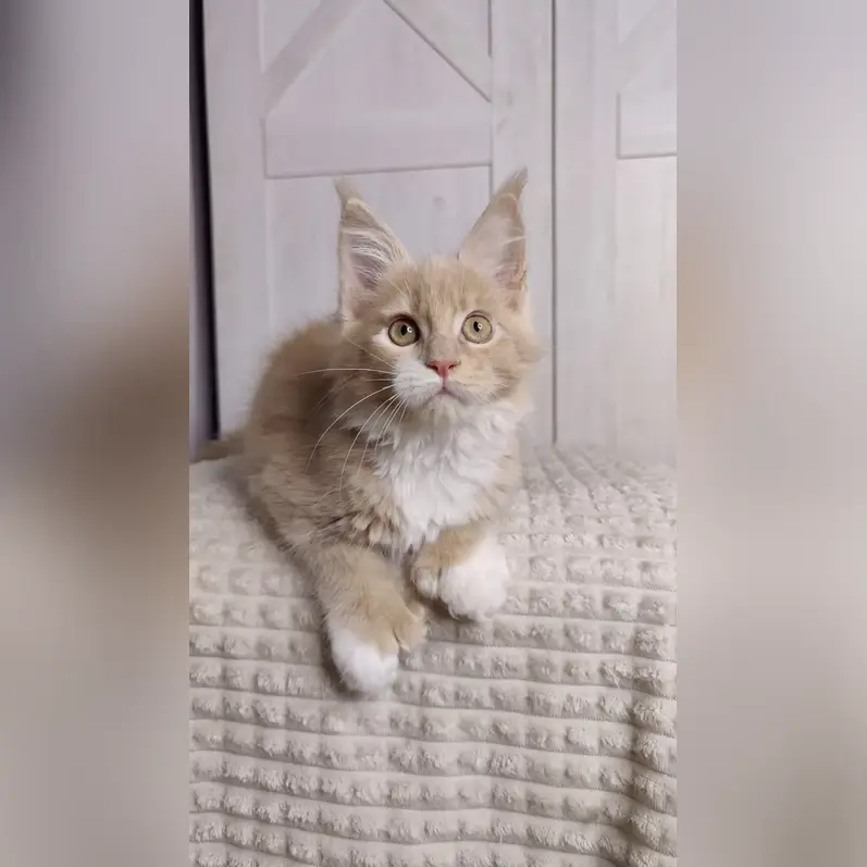 Adorable Maine Coon Kittens For Sale Near Me