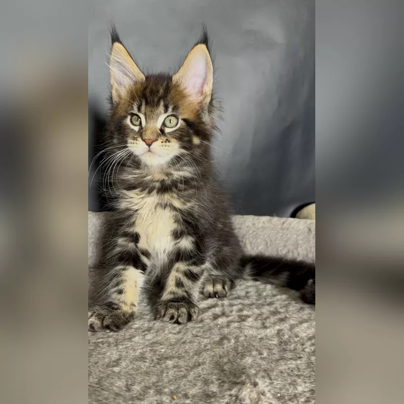 Adorable Maine Coon Kittens For New Homes