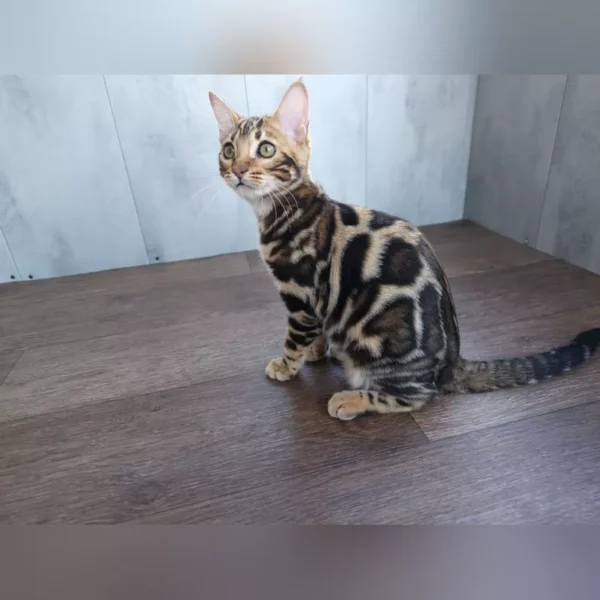 BENGAL KITTENS FOR SALE - Image 2
