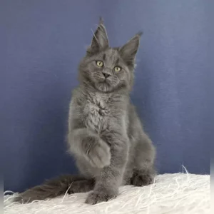 Maine Coon Kittens For Sale