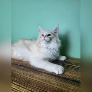 Maine Coon Kittens for Sale Florida
