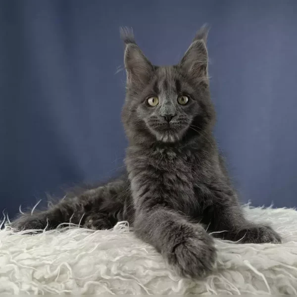 Adorable Maine Coon Kittens For Sale - Image 4