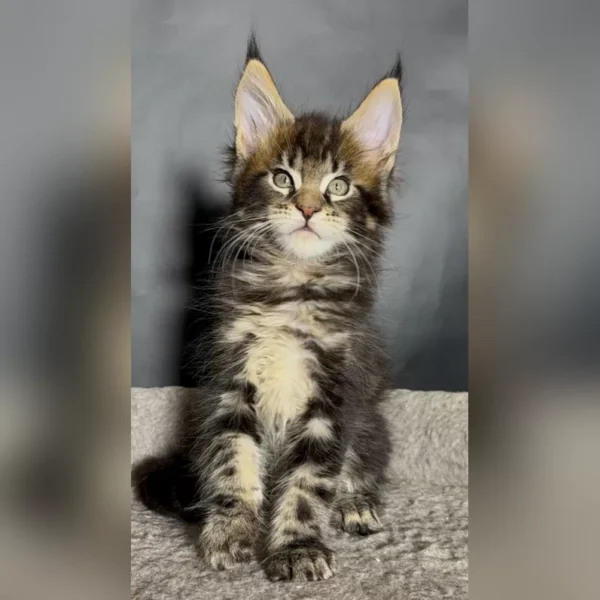 Adorable Maine Coon Kittens For New Homes