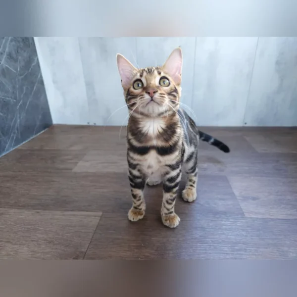 BENGAL KITTENS FOR SALE