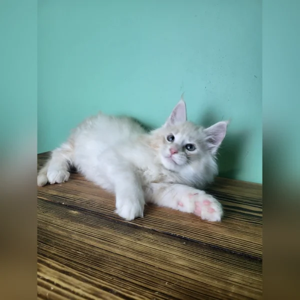 Maine Coon Kittens for Sale Florida - Image 3