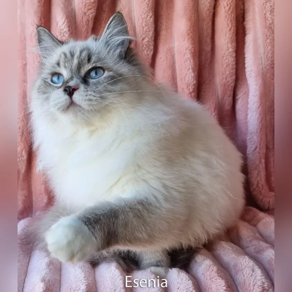 ADORABLE Ragdoll kittens for sale - Image 3
