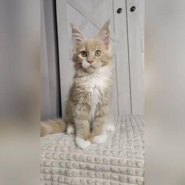 Adorable Maine Coon Kittens For Sale Near Me