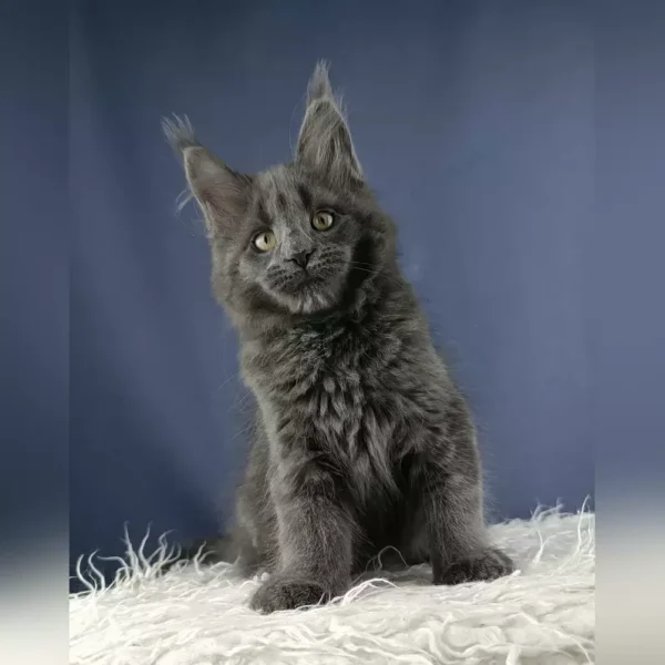 Adorable Maine Coon Kittens For Sale