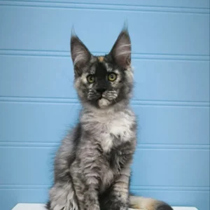 Maine Coon Kittens For Sale In USA