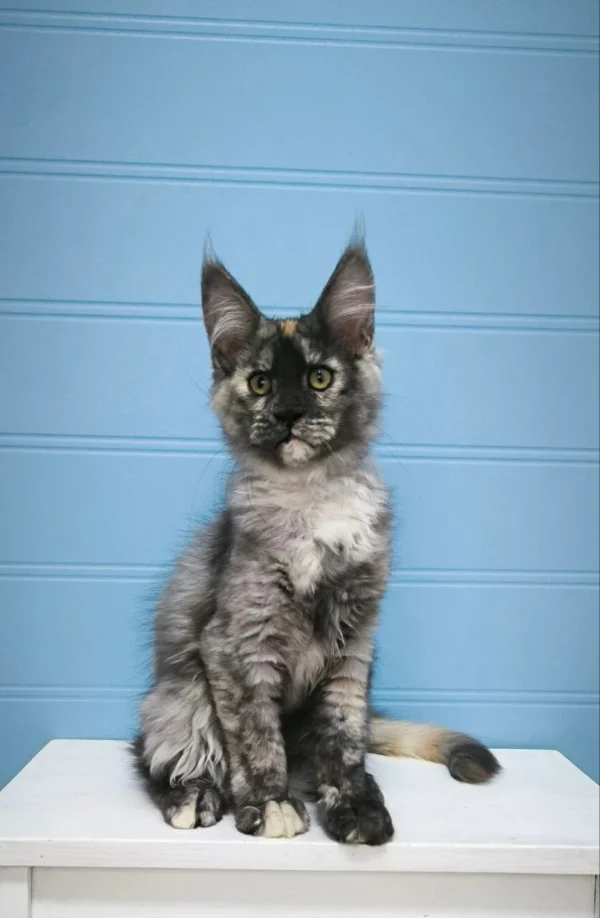 Maine Coon Kittens For Sale In USA - Image 2