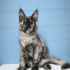 Maine Coon Kittens For Sale In USA