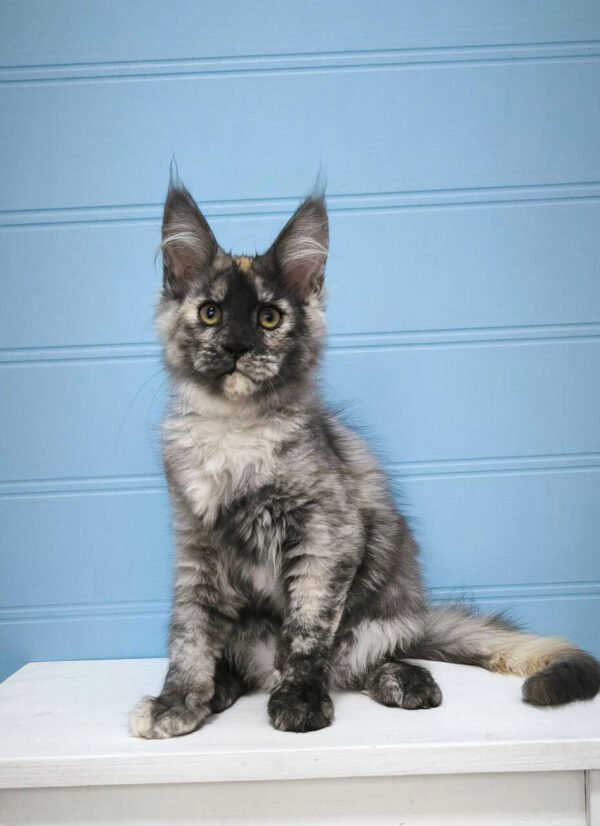 Maine Coon Kittens For Sale In USA
